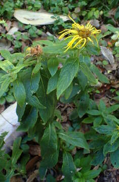 Image of Hooker's inula