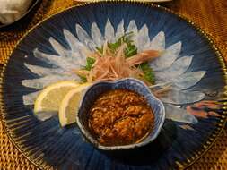 Image of Thread-sail filefish