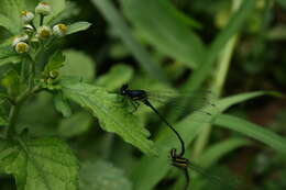 Image de Onychargia Selys 1865