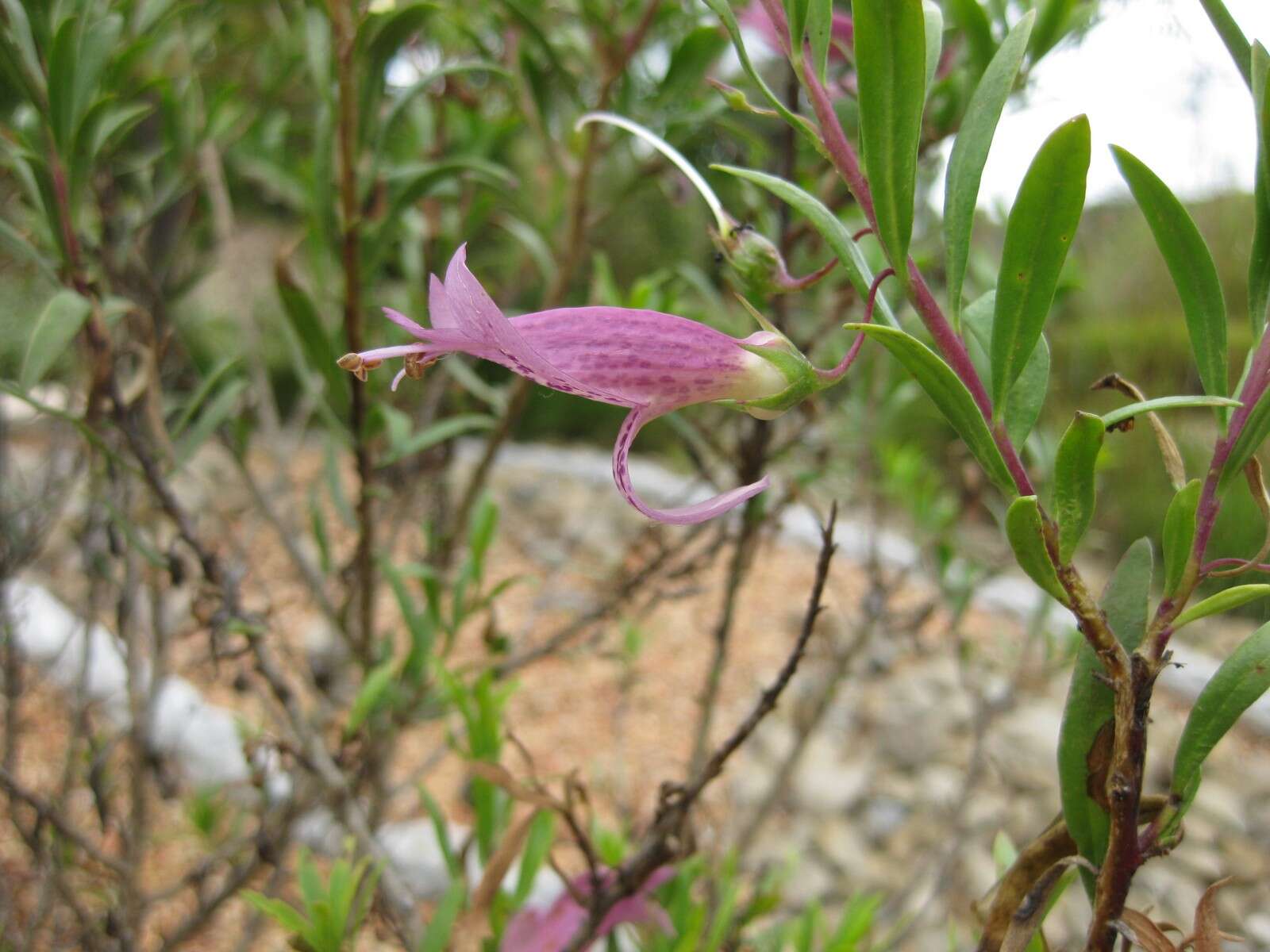 Image of Emu Bush