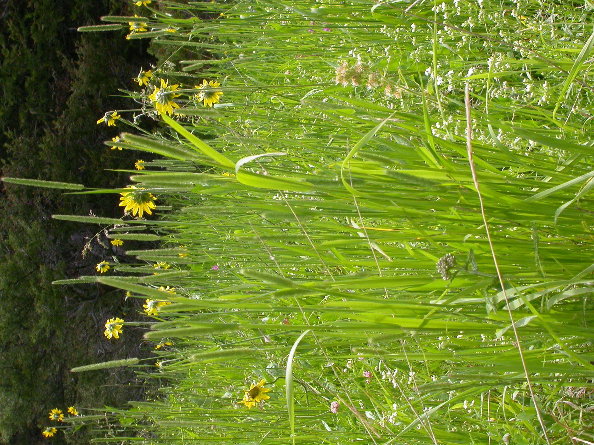 Sivun Helianthella uniflora (Nutt.) Torr. & A. Gray kuva