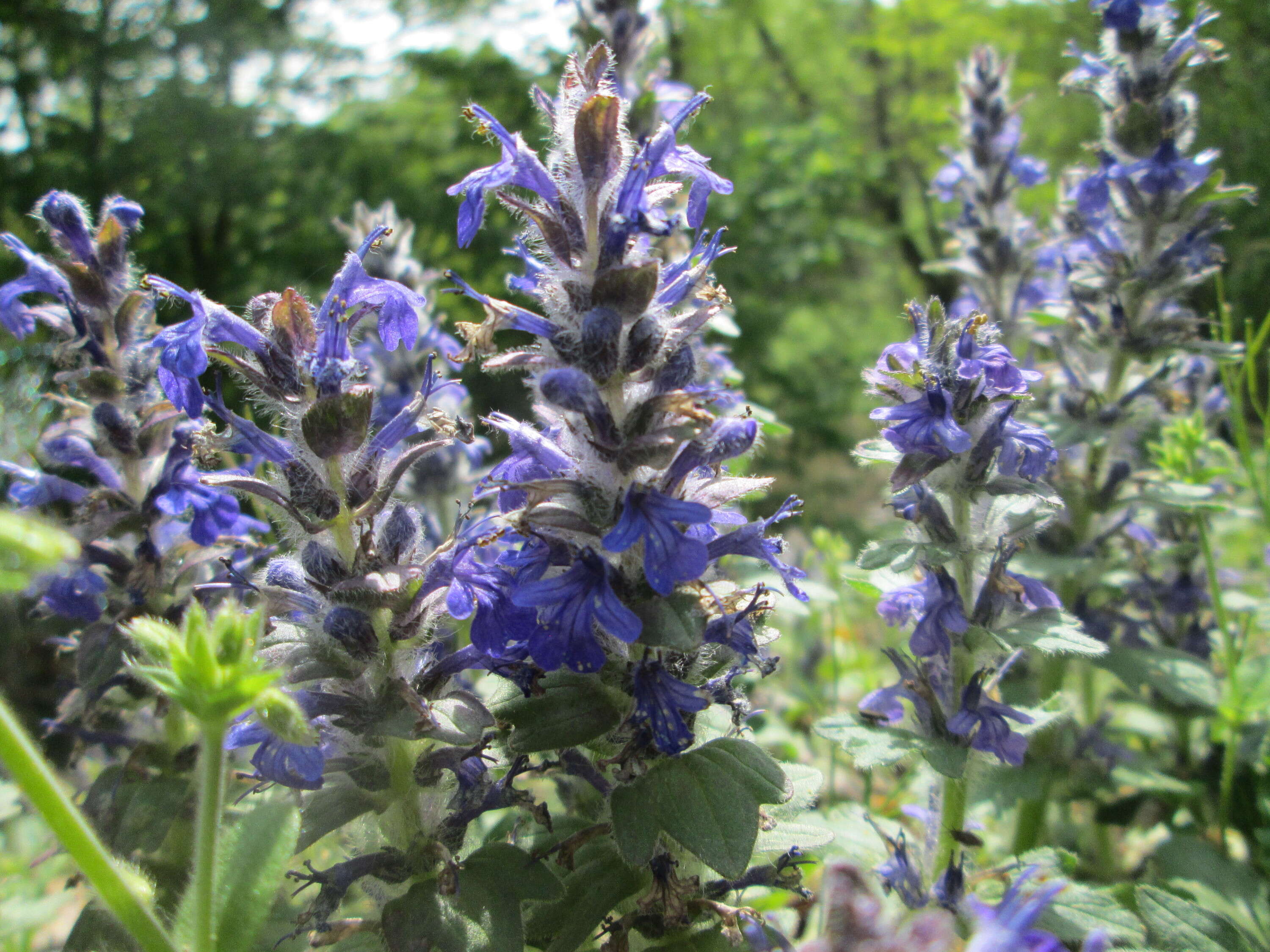 Слика од Ajuga genevensis L.