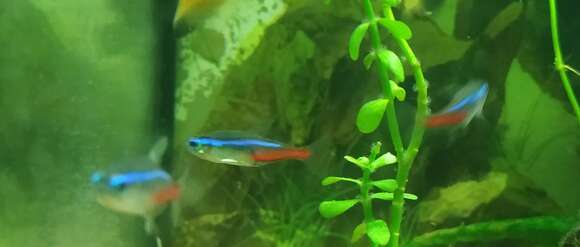 Image of Neon tetra