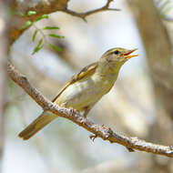 Image of Willow Warbler