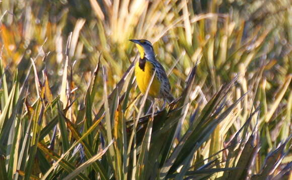 Image of Eastern Meadowlark