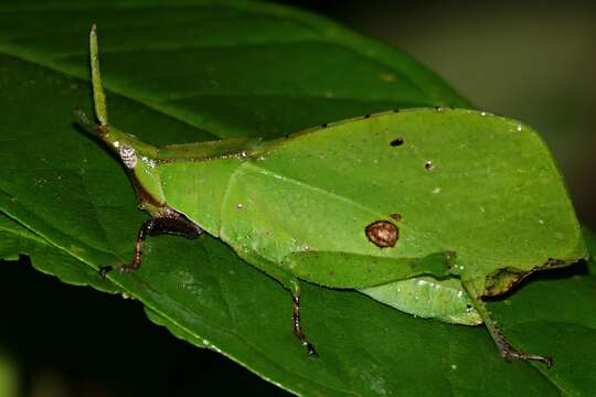 صورة Trigonopterygidae