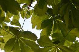 Image of European horse chestnut