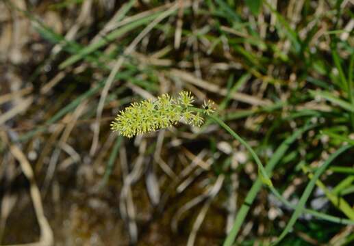 صورة Tofieldia calyculata (L.) Wahlenb.