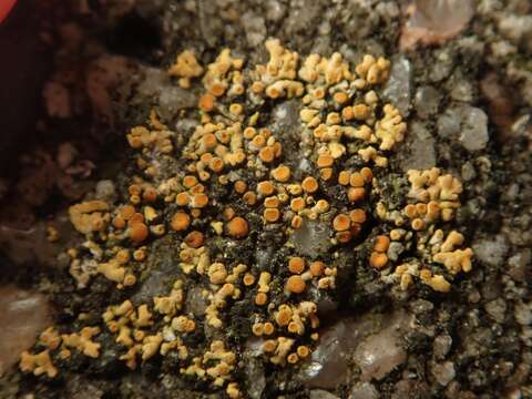 Image of orange lichen