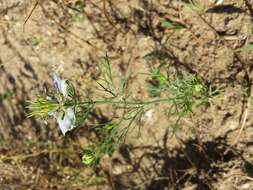 Nigella arvensis L. resmi