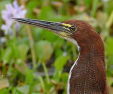 Image of Rufescent Tiger Heron