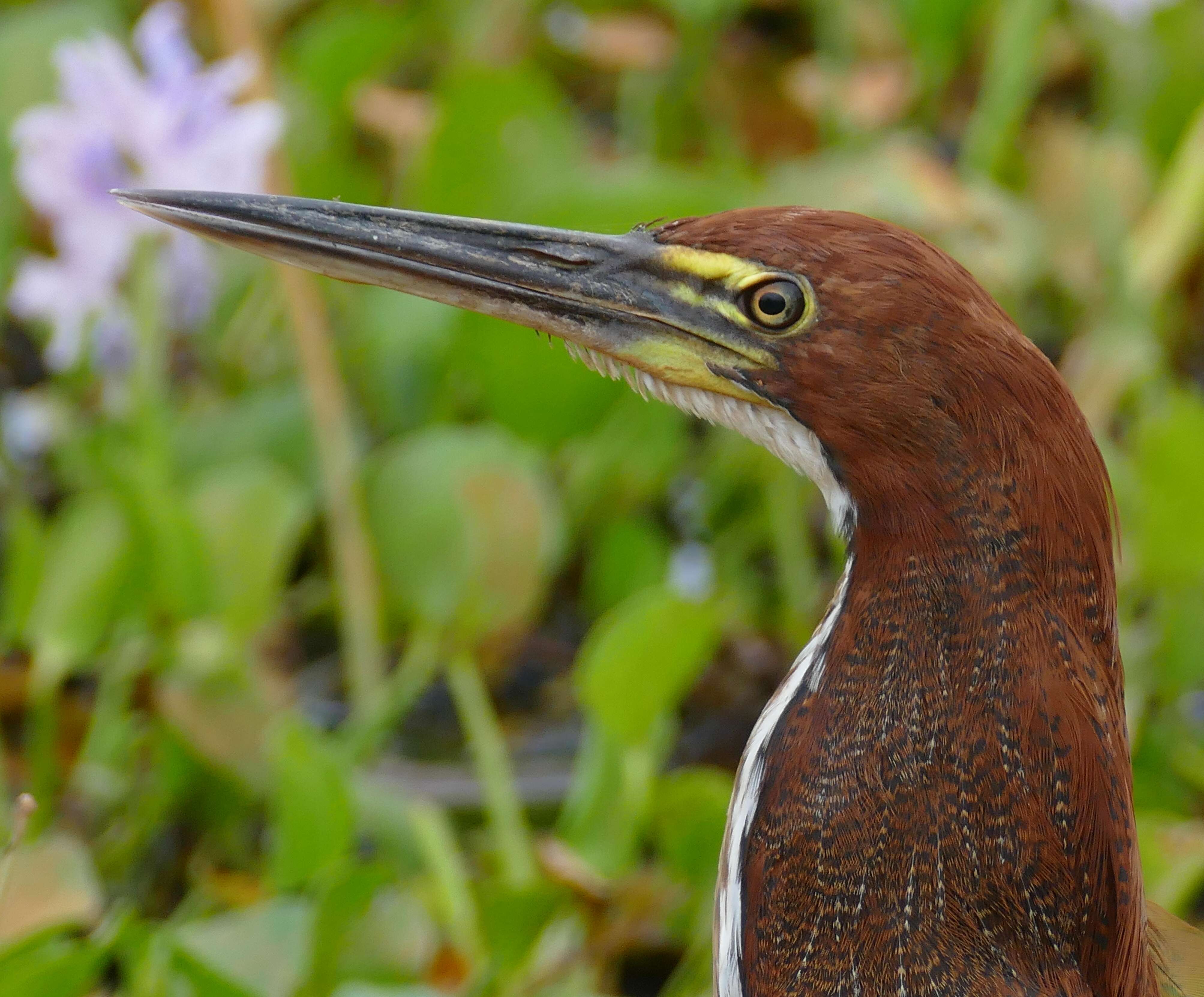 Image of Rufescent Tiger Heron