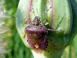 Image of sloe bug