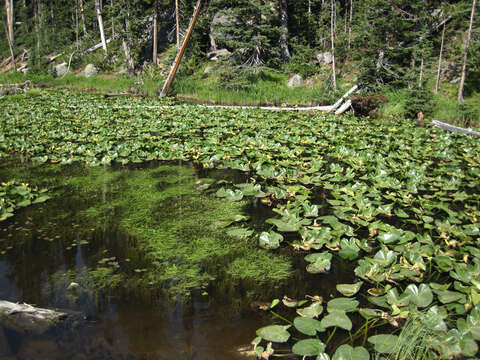 Image of waterlilies