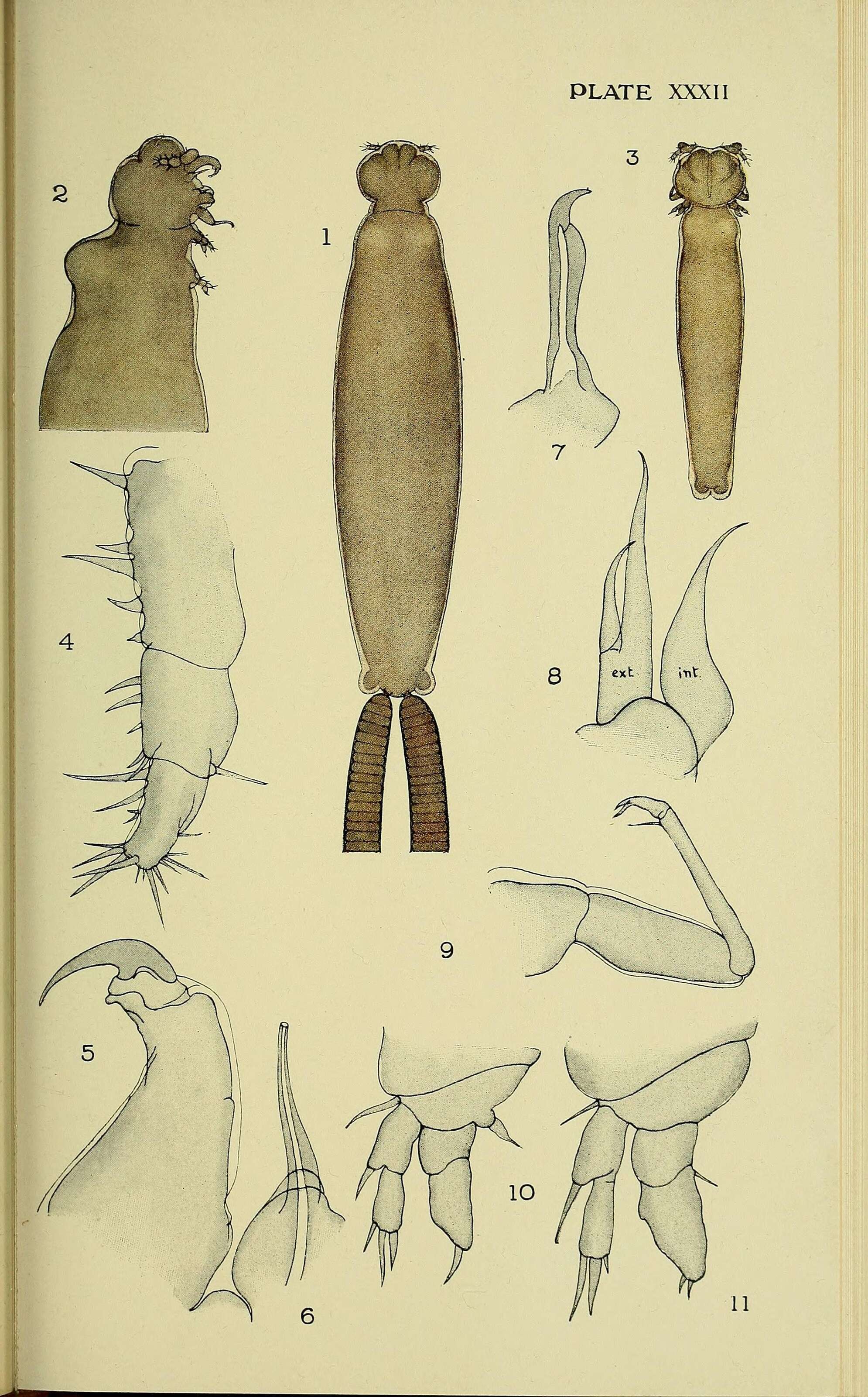 Sivun Siphonostomatoida Burmeister 1835 kuva