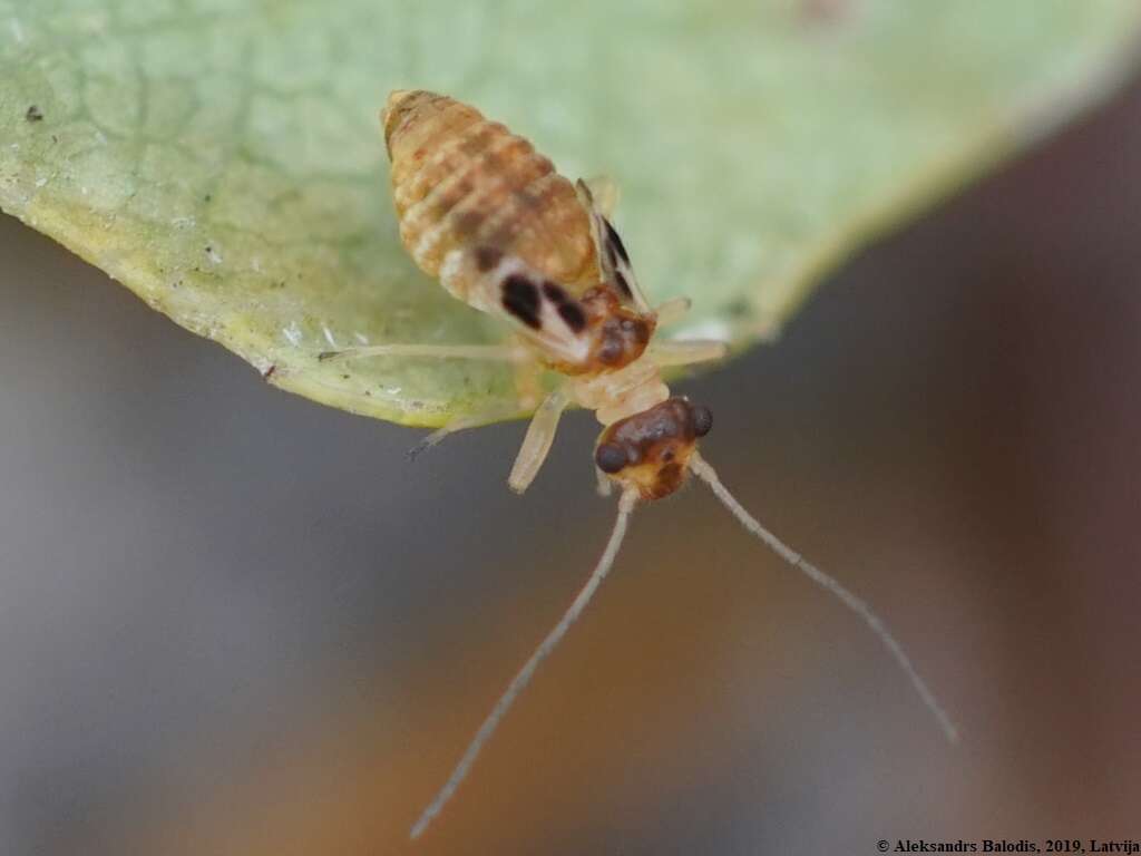 Graphopsocus resmi