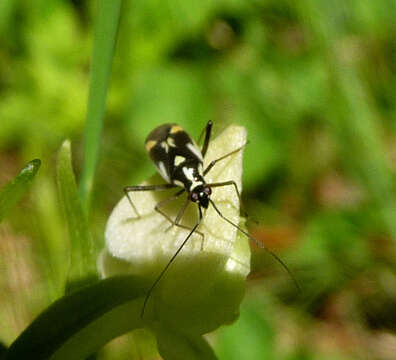 Image of Grypocoris stysi (Wagner 1968)