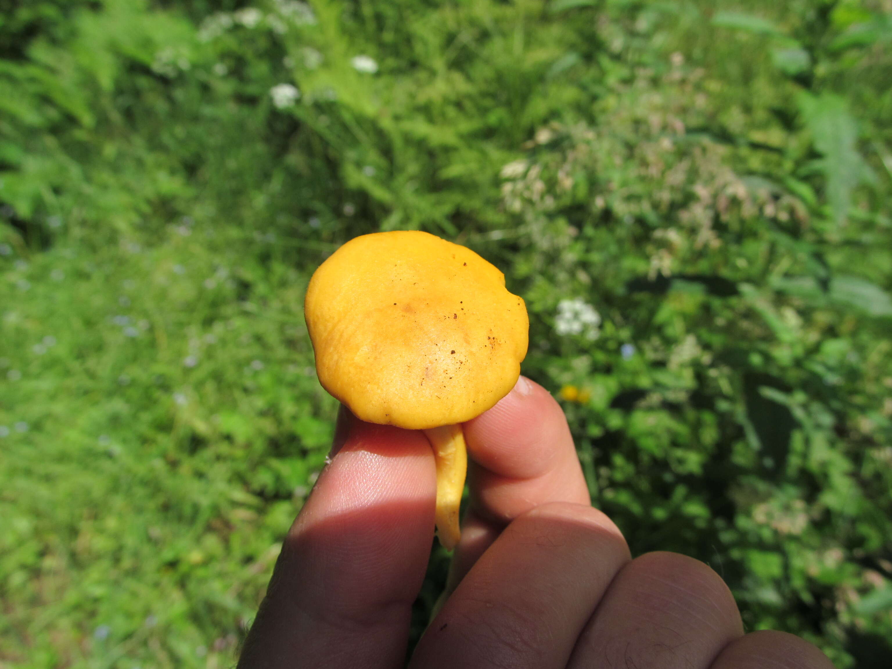 Image of Chanterelle