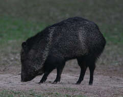 Image of peccaries