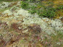 Image of Reindeer lichen