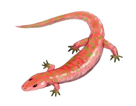 Image of Albanerpetontidae