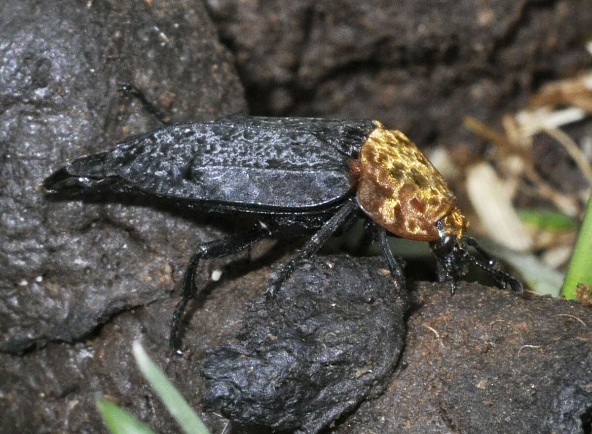 Image of Red-breasted Carrion Beetle