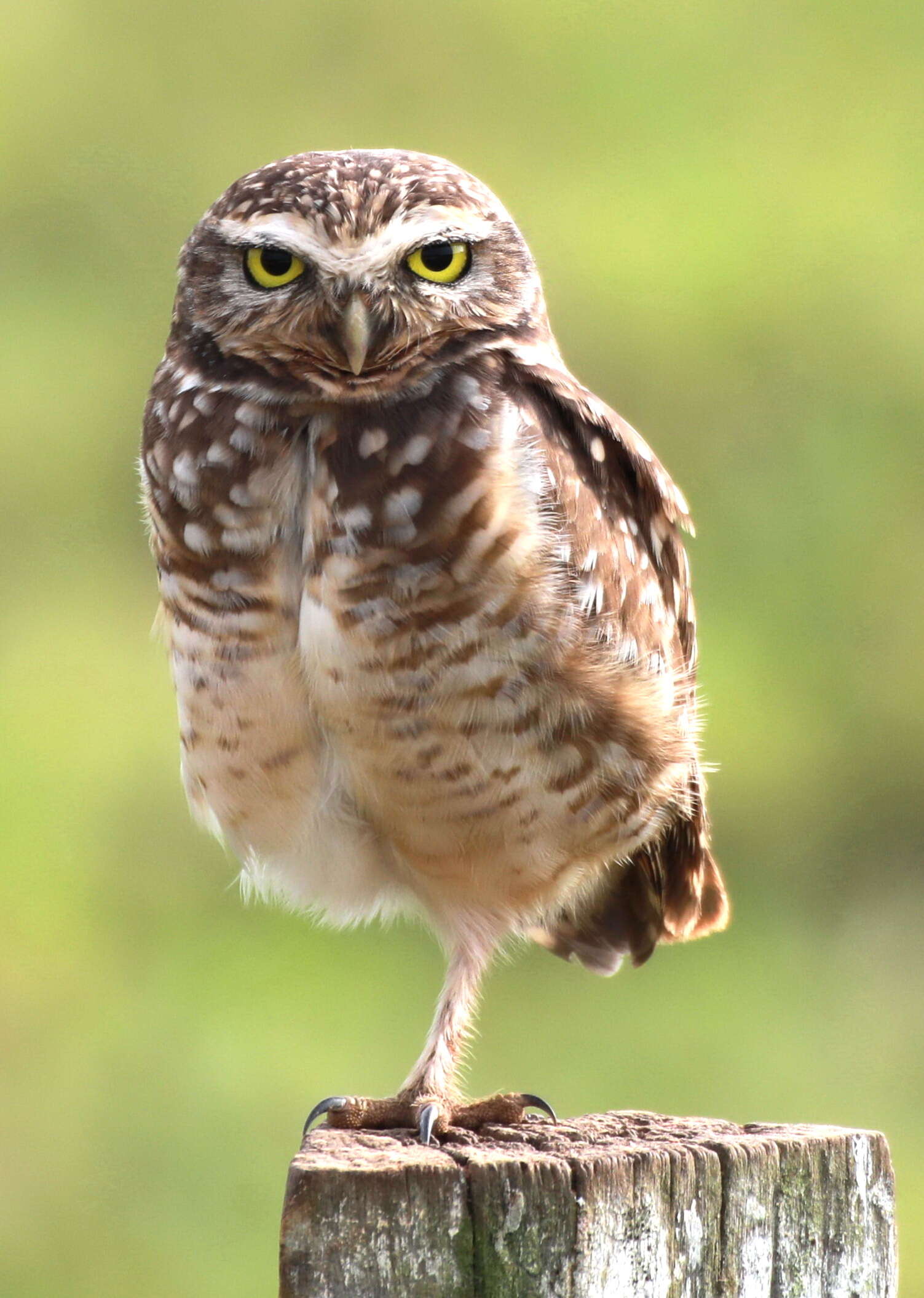 Image of Burrowing Owl