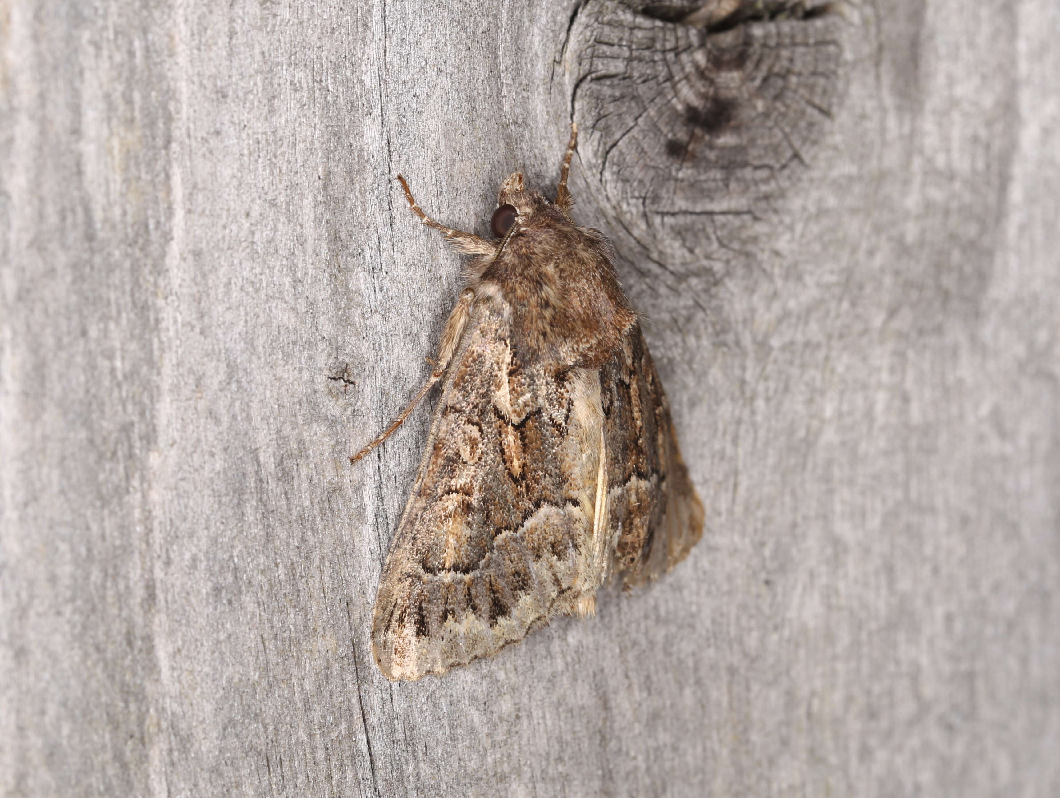 Image of straw underwing