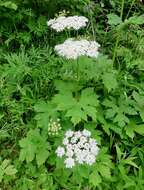 Plancia ëd Heracleum sphondylium subsp. montanum (Schleicher ex Gaudin) Briq.