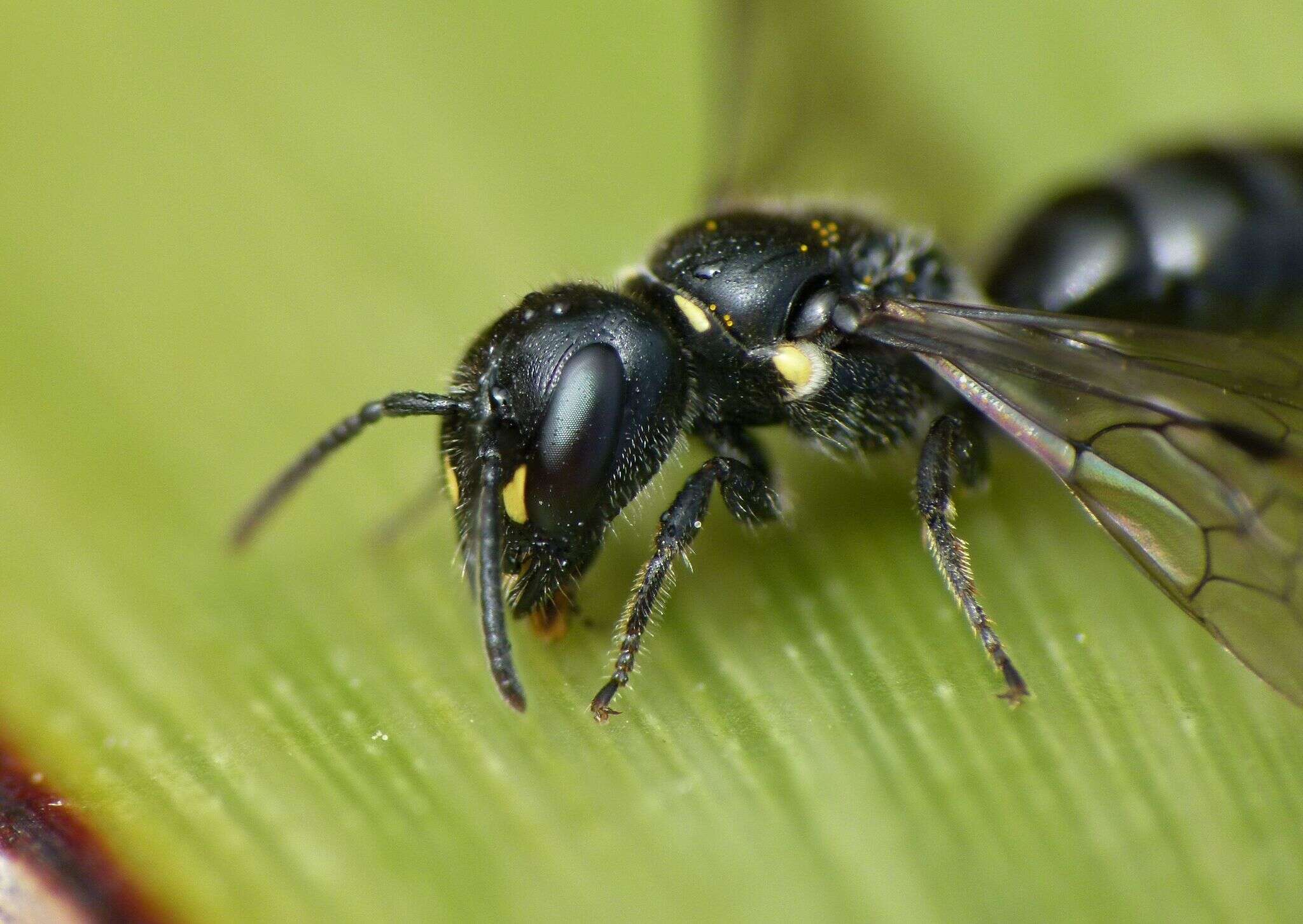 Image of Māori Masked Bee