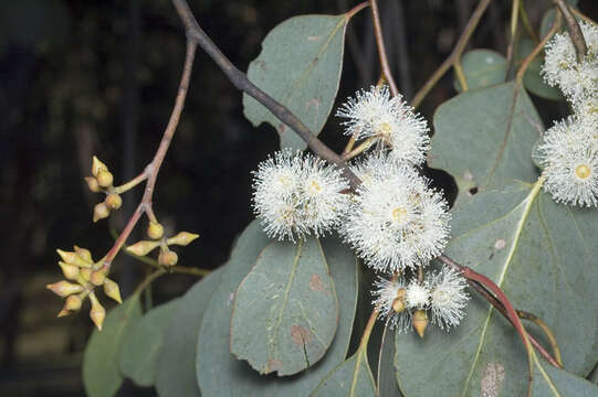 Image of Broad-leaved Sally