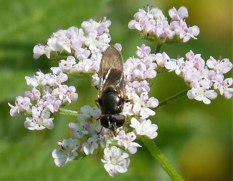 Image of <i>Cheilosia soror</i>