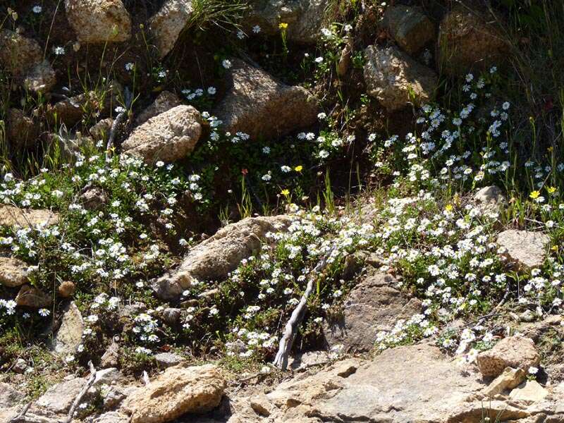 Image de Bellium fausse pâquerette