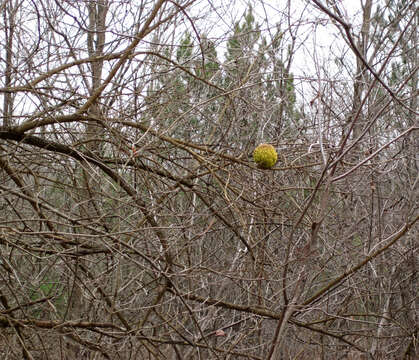 Image of Osage-orange