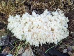 Hericium coralloides (Scop.) Pers. 1794 resmi