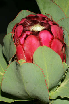 Image of Protea grandiceps Tratt.