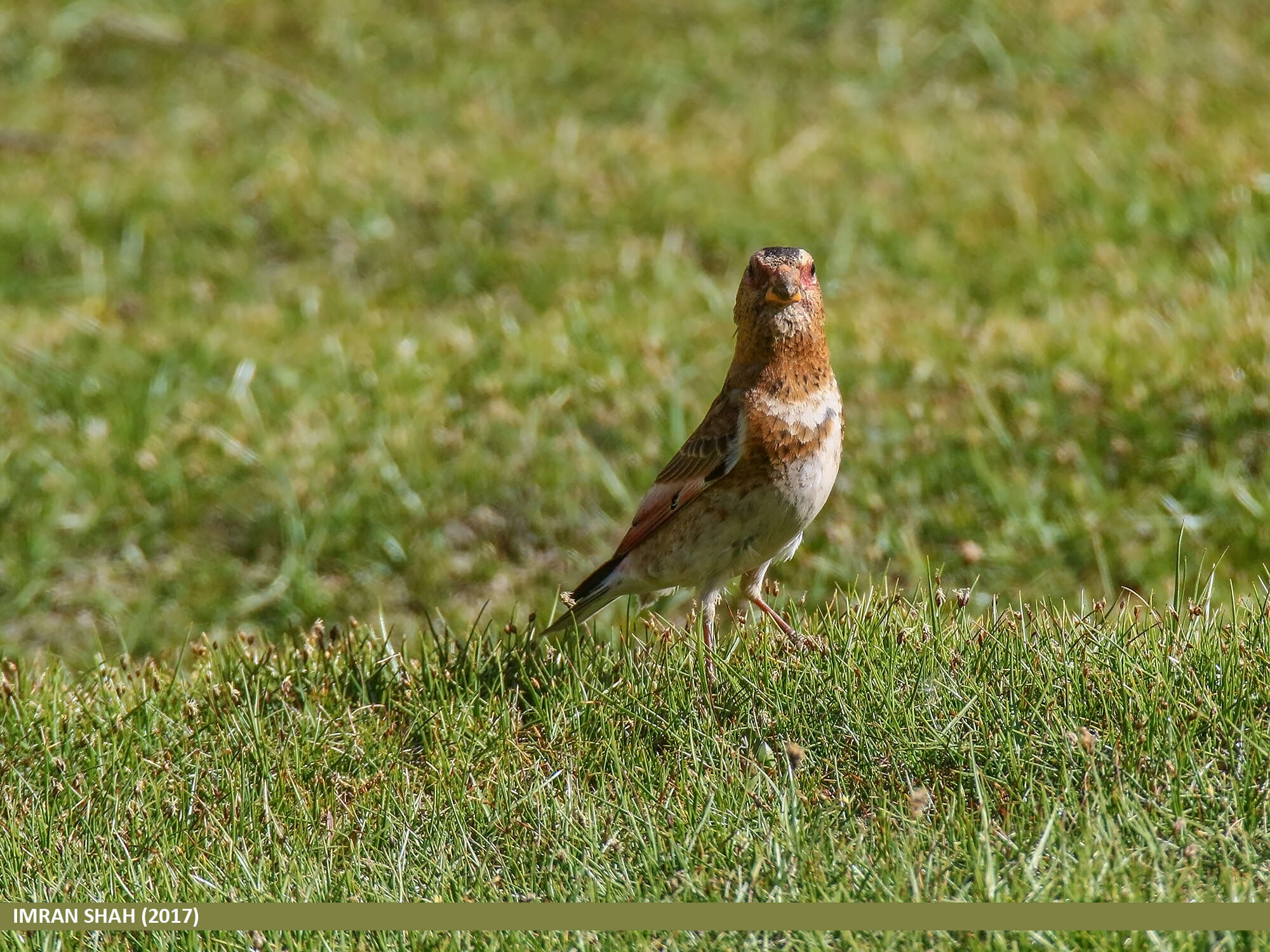 Image of Asian Crimson-winged Finch