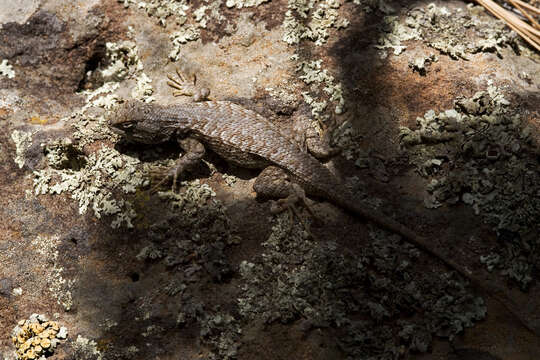 Image of Eastern Fence Lizard