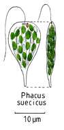 Image of phacus