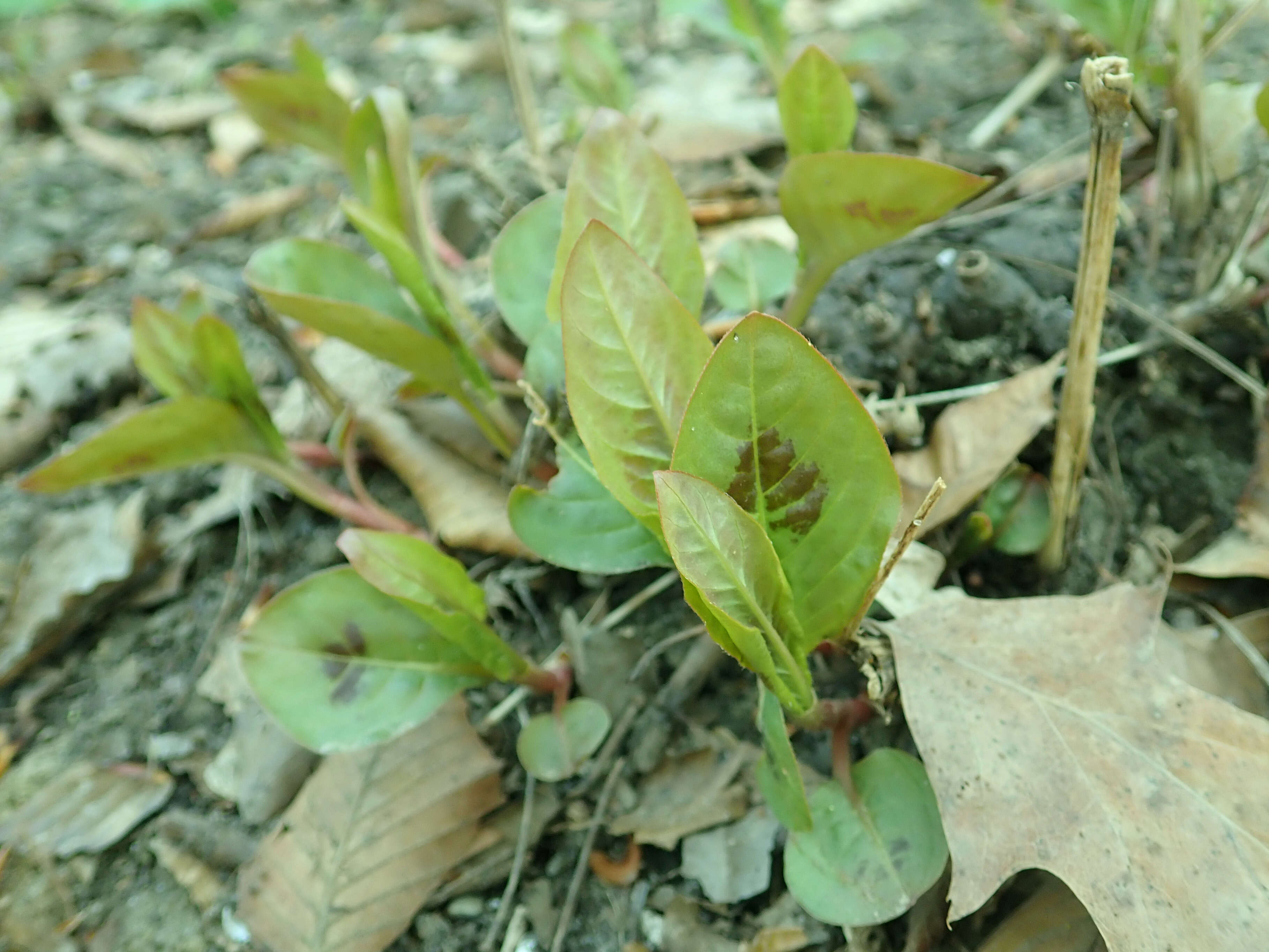 Image de Persicaria virginiana (L.) Gaertner