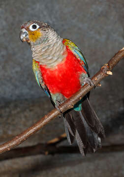 Image of Crimson-bellied Parakeet