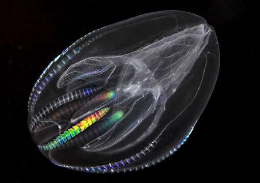 Image of comb jelly