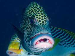 Image of Harlequin sweetlips