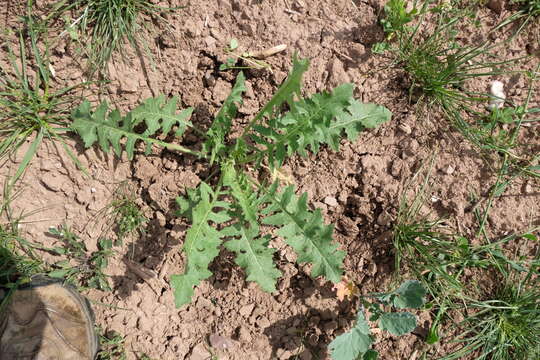 Imagem de Sisymbrium loeselii L.