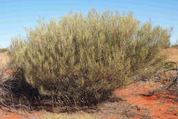 Image of Acacia ramulosa W. Fitzg.