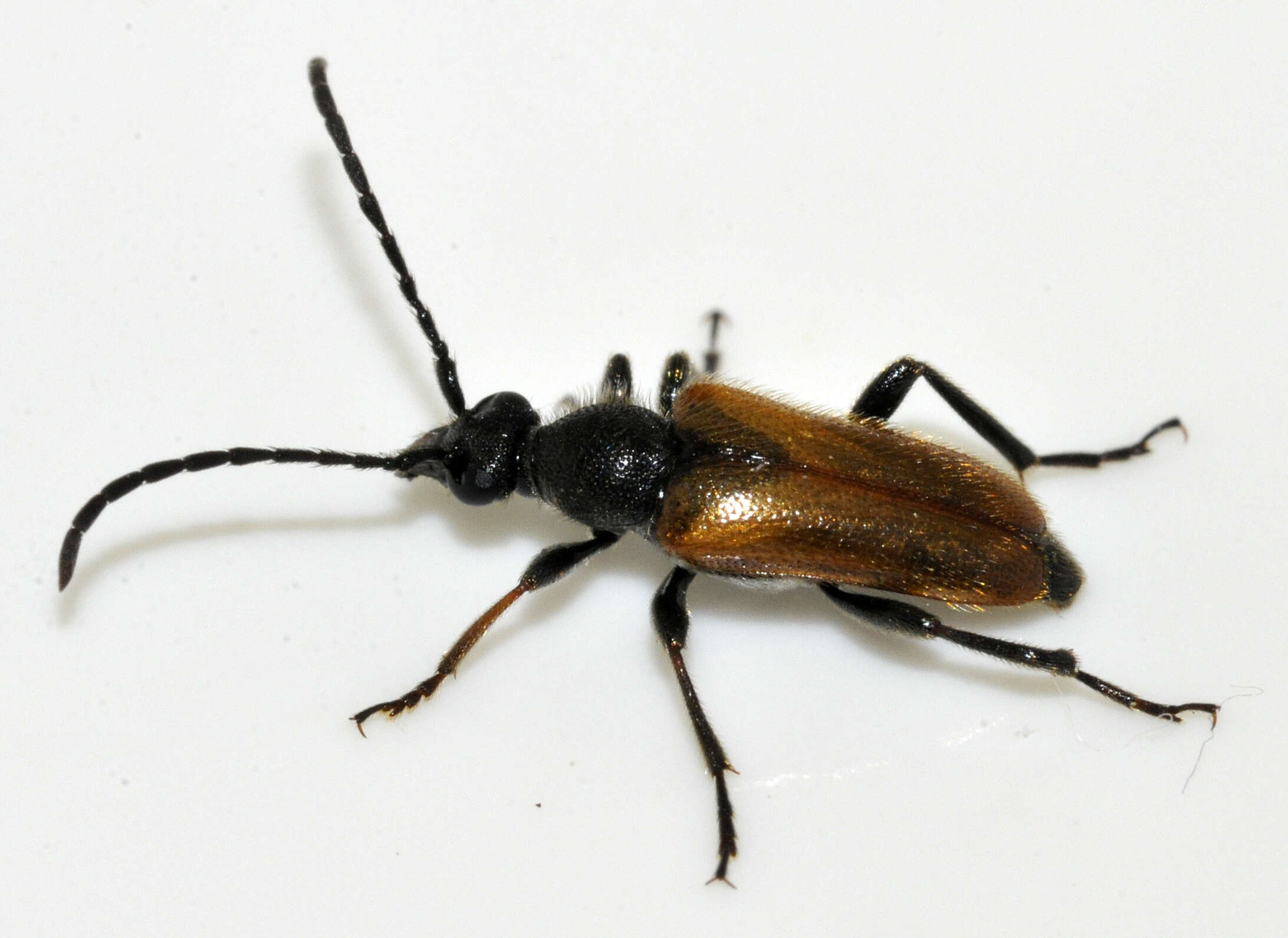 Image of Pseudovadonia