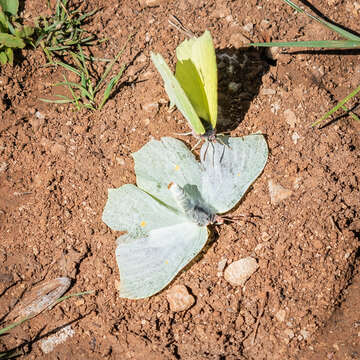 Imagem de Gonepteryx rhamni (Linnaeus 1758)