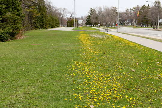 Image of dandelion