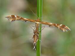 Image of Oxyptilus pilosellae (Zeller 1841)