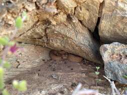 Image of Many-horned adder